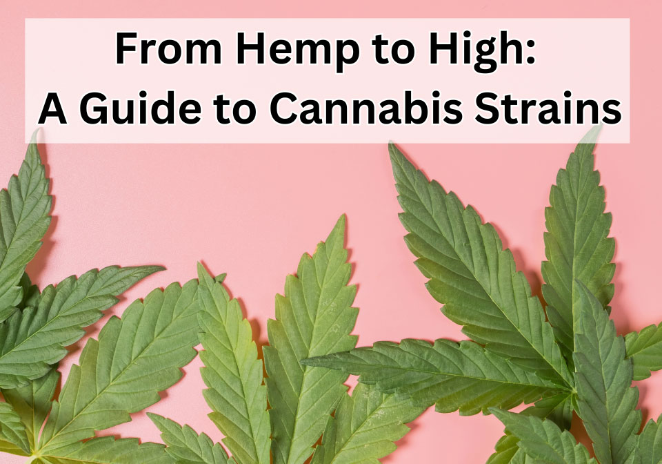From Hemp to High A Guide to Cannabis Strains